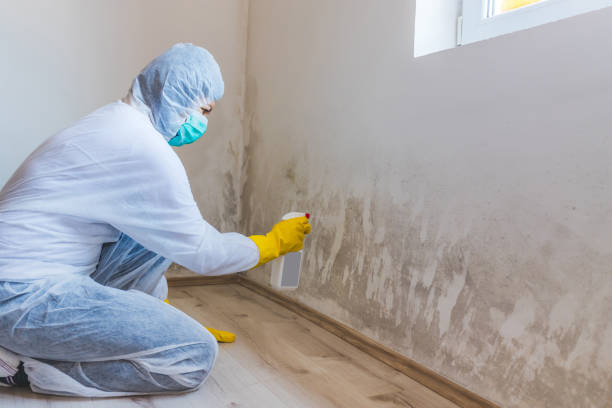 Best Attic Mold Removal  in Malmstrom Af, MT