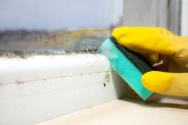 Best Mold Remediation  in Malmstrom Af, MT